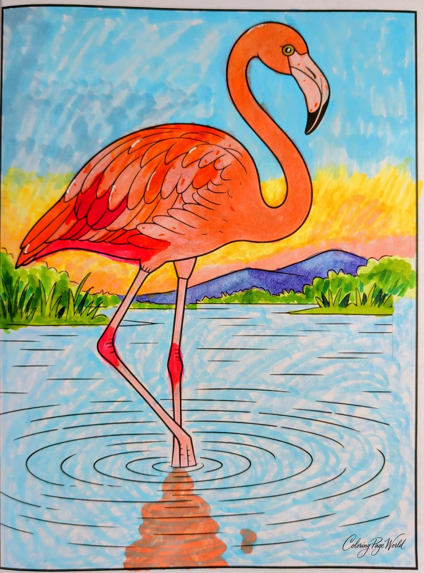 Lesser Flamingo Water Bird Coloring Page